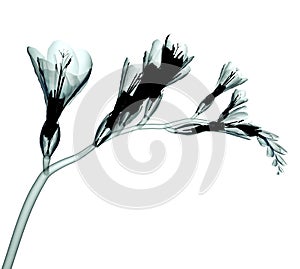X-ray image of a flower on white , the Freesia