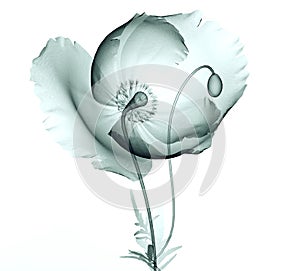 X-ray image of a flower on white , the poppy photo