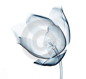 X-ray image of a flower on white , the tulip