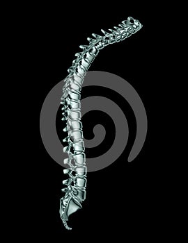 X-ray image of a spine on black with clipping path