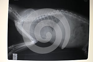 X-ray image of thorax and abdominal cavity