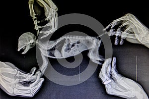 X-ray images of wild animal