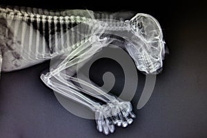 X-ray images of wild animal