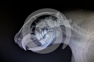 X-ray images of wild animal