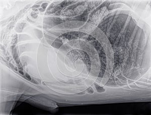 X-ray of a large dog with a gastric  dilatation and torsion