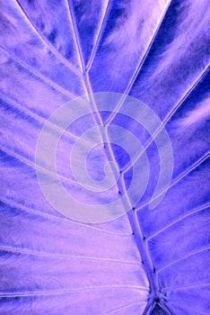 X-ray leaf