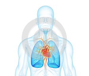 X-ray man front view on white background.