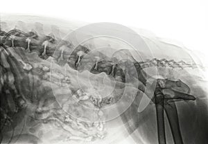 X-ray of an older dog with severe Spondylosis deformans