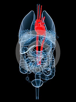 X-ray organs-heart