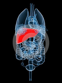 X-ray organs-liver