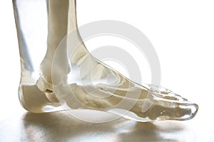X-Ray Phantom foot