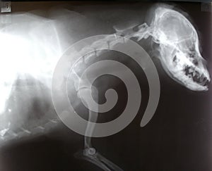 X ray picture of head. neck and leg