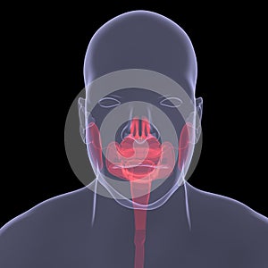 X-Ray picture of a person. Sore digestion