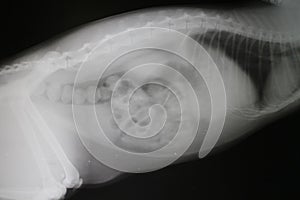 X-ray picture of thoracic and abdominal cavity by cat