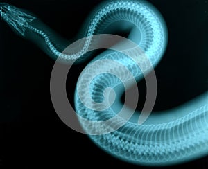 X ray picture of wild animal