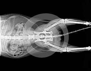 X-ray plate of cat