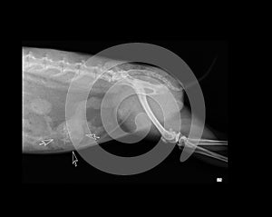 RABBIT UTERUS TUMOR X-RAY photo