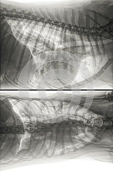 X-ray radiograph of a dog with lung cancer