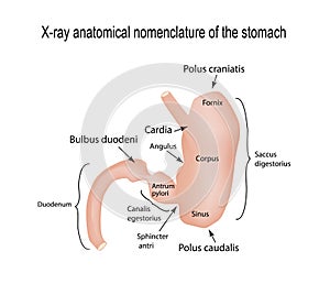 X-ray range of the stomach. Vector illustration on background