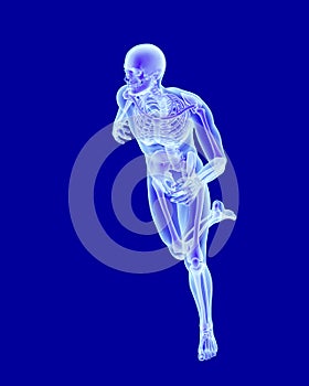 X-ray scan anatomy of running man