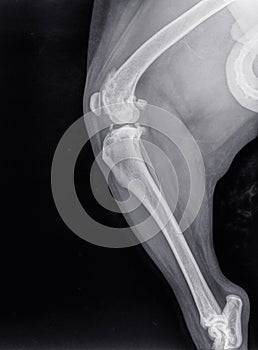 X ray of a severe osteoartritis in the knee of a dog photo