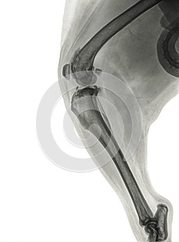 X ray of a severe osteoartritis in the knee of a dog photo