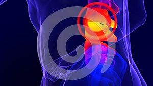 X-ray skeleton animation of lower back spine pain