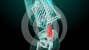 X-ray skeleton animation of lower back spine pain