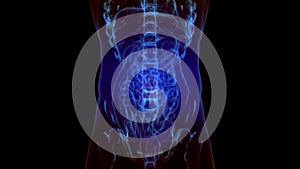 X-ray skeleton animation of lower back spine pain