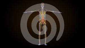 X-ray skeleton animation of lower back spine pain