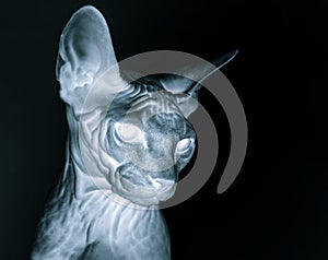 X-ray sphynx cat portrait