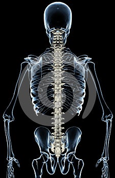 X-Ray Spinal Column