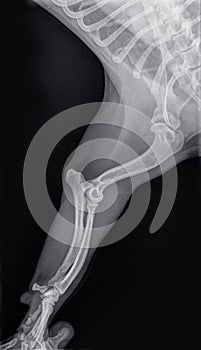 X-ray of the stretched foreleg of a dog