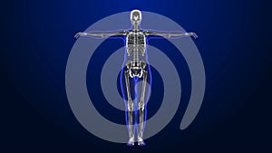 X-ray style - medical 3d animation of a female