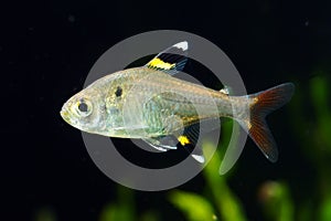 X-ray Tetra