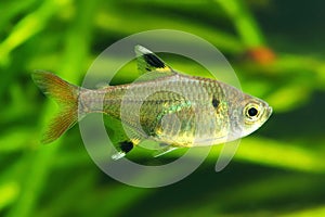 X-ray Tetra