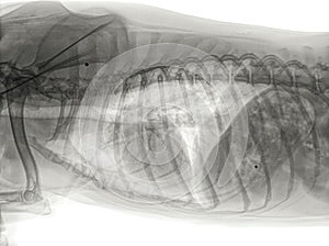 X-ray of the thorax of a dog in side view