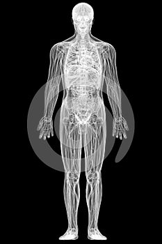 X-ray view of full human body