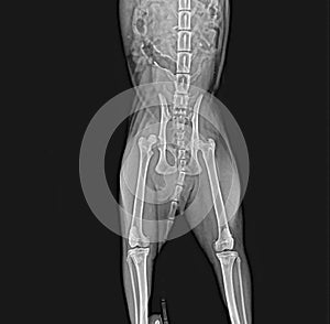 X-rays of the hip dislocation head femur thigh bone in a dog