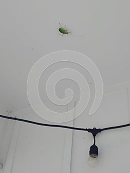 It& x27;s a bug life