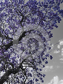 It's the colour of the jacaranda that just brightens everything up