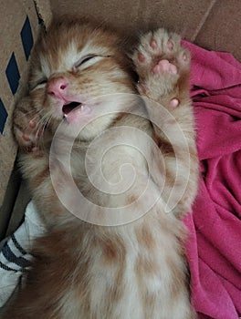 It& x27;s funny how cats sleep soundly photo