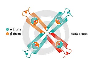 An X-shaped structure indicative of the protein's quaternary