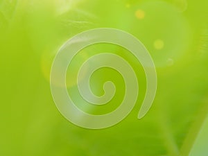 Flare Len greenery ecology backgroud