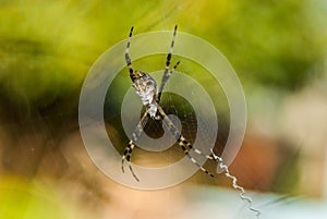 The X Spider photo
