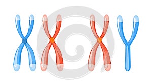 X and Y chromosomes with dna on a white background photo