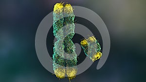 X and Y Chromosomes with Telomeres for genetic research and aging