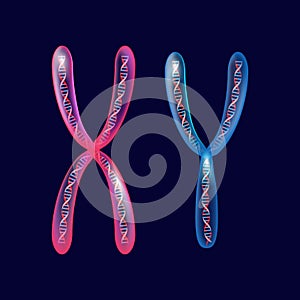 X and Y Chromosomes. photo