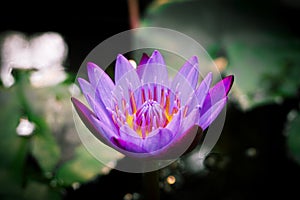 & x22;Gorgeous purple lotus flower blooms in serene green pond.& x22;
