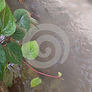 "piper betle" betel leaf, apart from being an ornamental plant, can also prevent oral cancer and cavities